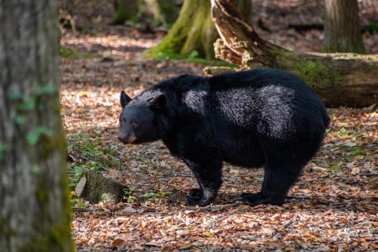 Friendly Bear Cabin Pigeon Forge Esterno foto